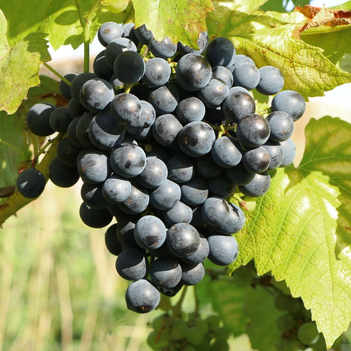 Vigne muscat bleu