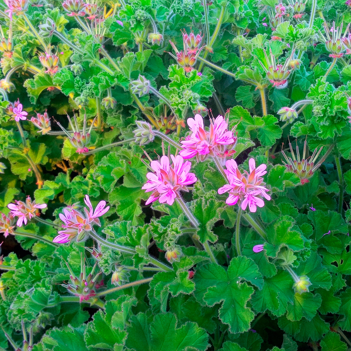 Géranium odorant - Pelargonium capitatum - Willemse