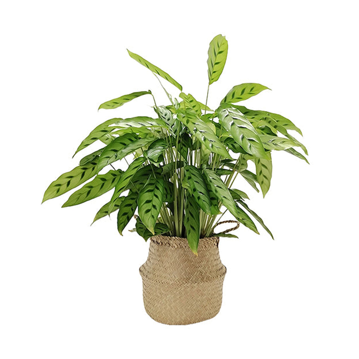 Belly Basket - - Willemse