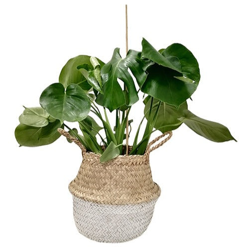 Belly Basket blanc - - Willemse