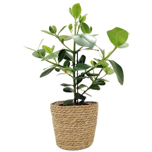 Panier - Basket Fenna - - Willemse