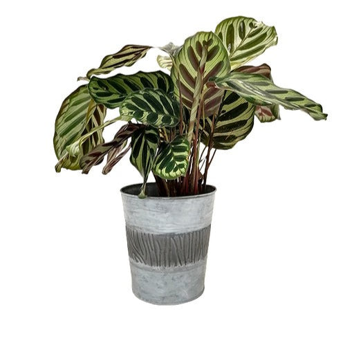 Zinc Bucket - - Willemse