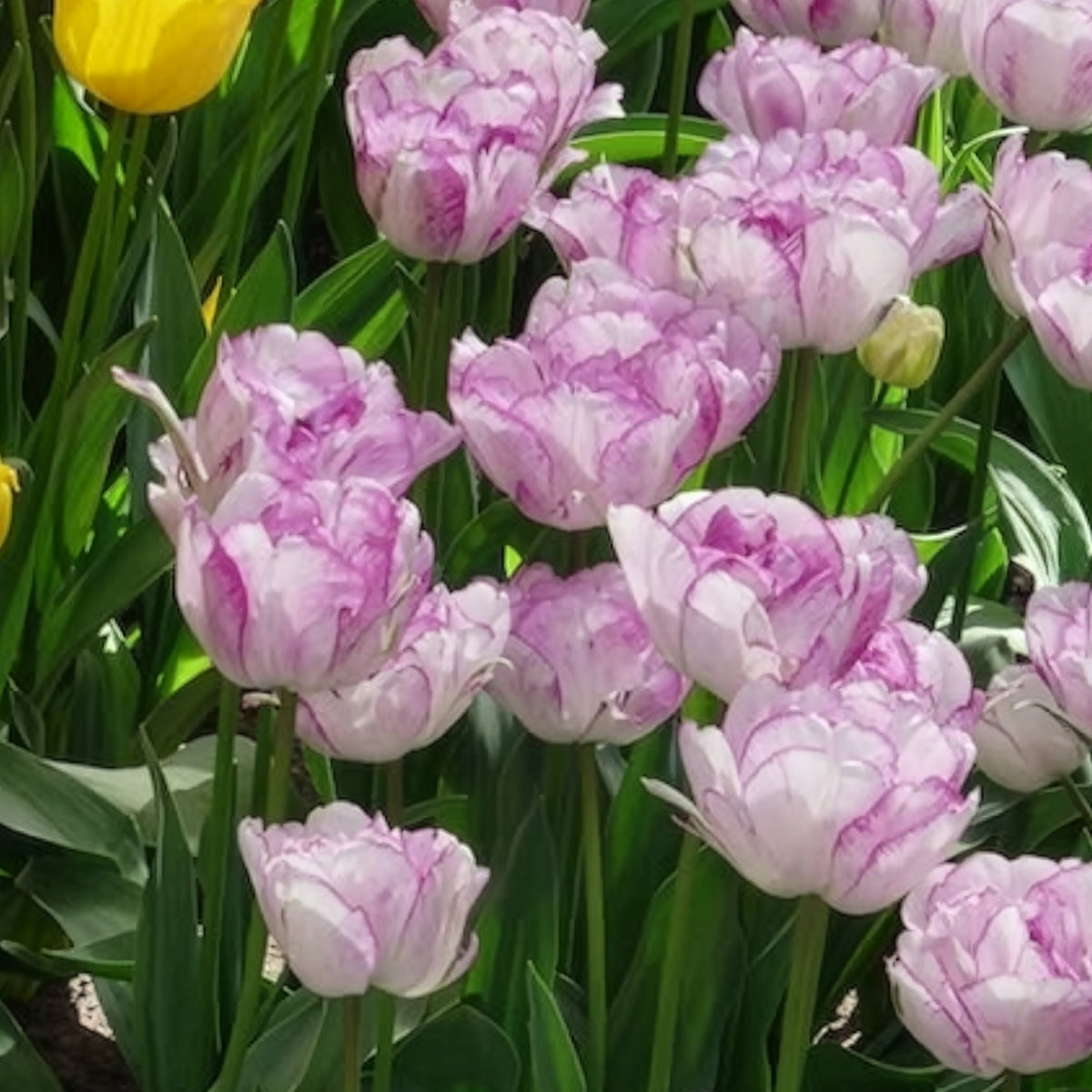 5 Tulipes à fleurs de pivoine Shirleydouble - Tulipa Shirley Double - Willemse