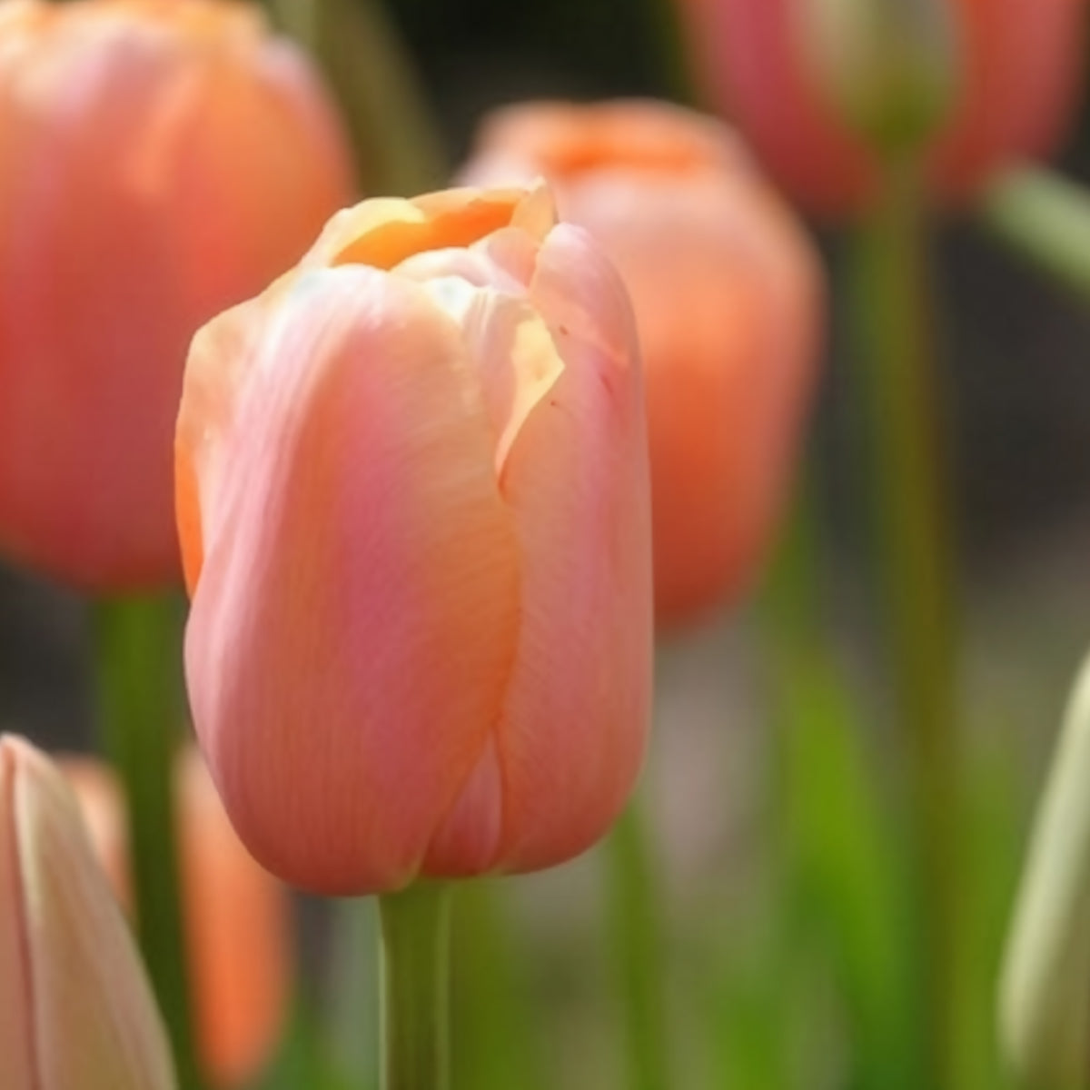 7 Tulipes Menton - Tulipa 'menton' - Willemse