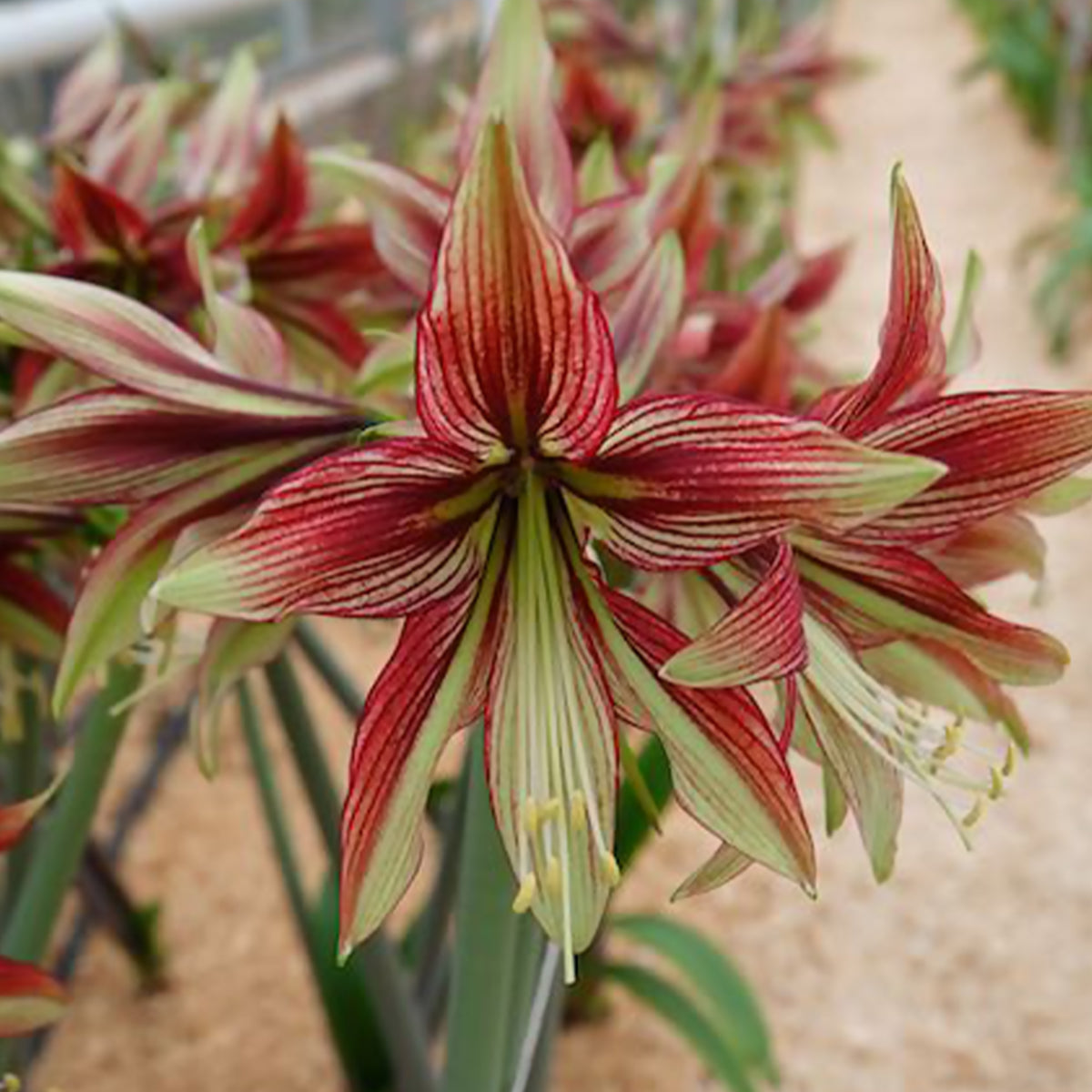 Amaryllis Mystica - Hippeastrum Mystica - Willemse