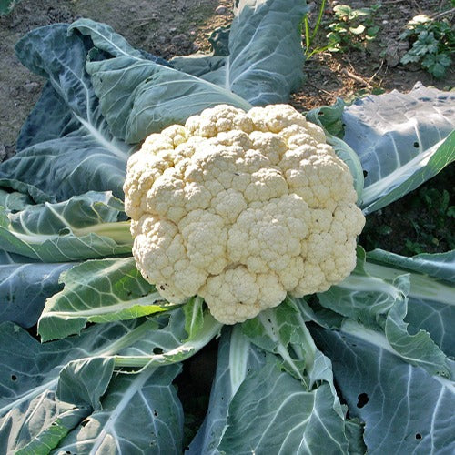 Chou-fleur Merveille de toutes saisons - Brassica oleracea botrytis merveille de toutes saisons - Potager