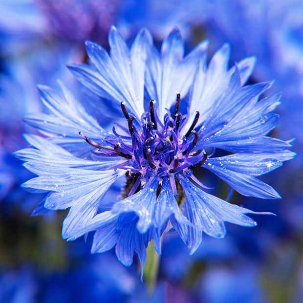 Graines Bleuet champêtre Blue Boy - Centaurea cyanus blue boy