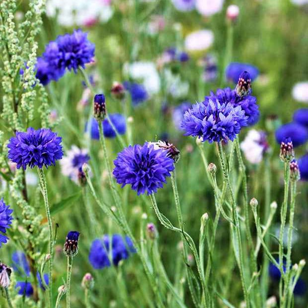 Bleuet champêtre Blue Boy - Centaurea cyanus blue boy