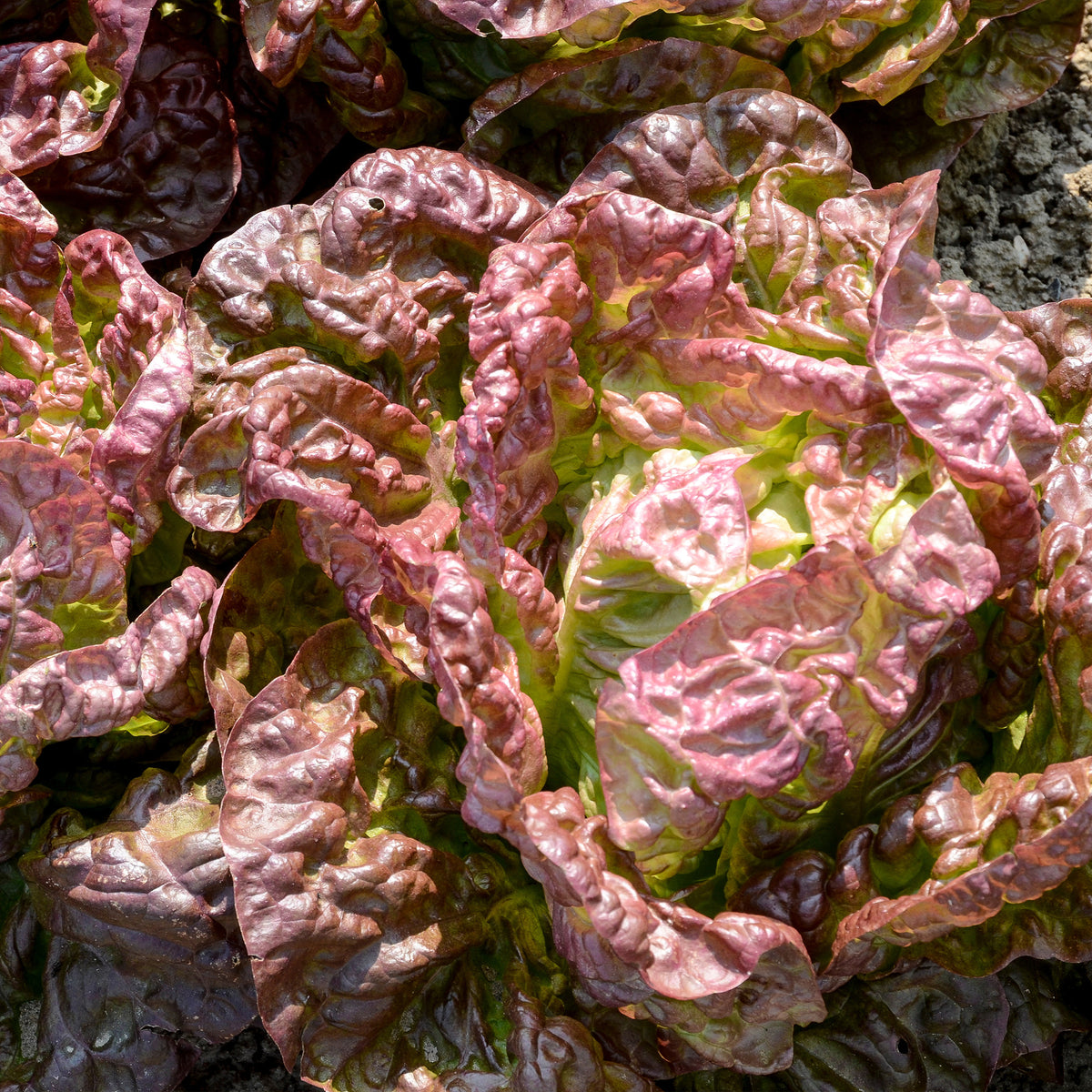 Laitue pommée Merveille des quatre saisons - Lactuca sativa Merveille des Quatre Saisons - Willemse