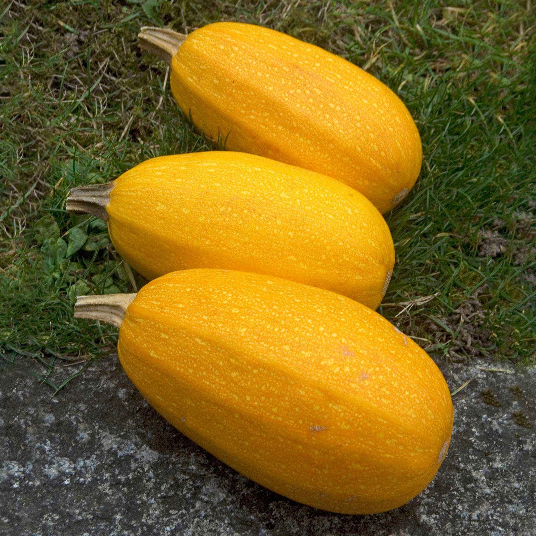 Courgette Spaghetti végétal - Cucurbita pepo spaghetti végétal - Potager