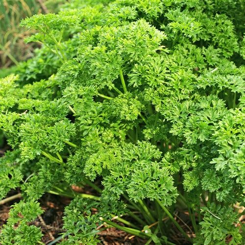 Collection d'aromatiques #2 - Collection de 6 aromatiques - Willemse