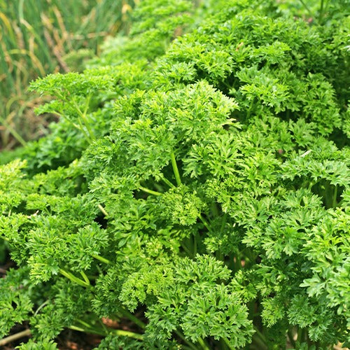 Collection de fines herbes : Persil, Basilic, Cerfeuil, Ciboulette - Collection de fines herbes (persil, basilic, cerfeuil, ciboulette) - Willemse