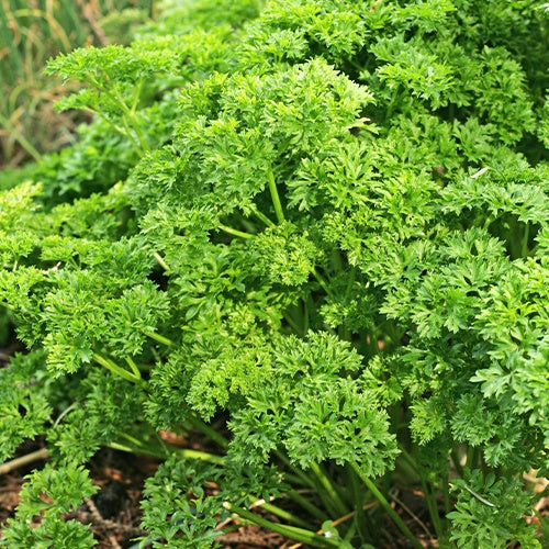 Persil Frisé vert foncé - Petroselinum crispum frisé vert foncé - Potager