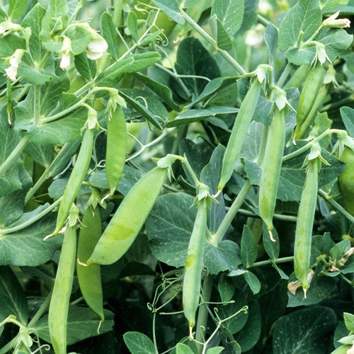 Pois rond nain Douce Provence - Pisum sativum douce provence - Potager