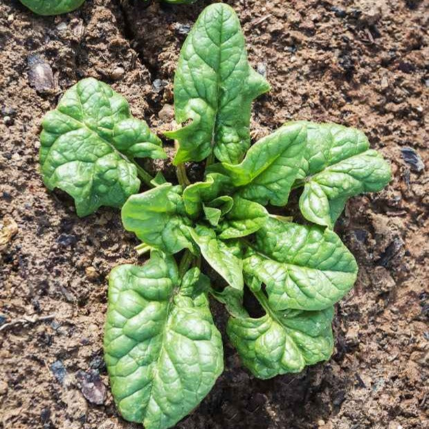 Epinard Monstrueux de Viroflay - Spinacia oleracea  monstrueux de viroflay - Potager