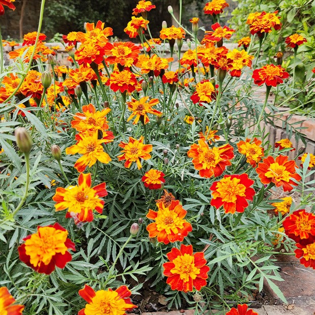 Oeillet d'Inde nain Rusty red - Tagetes patula rusty red