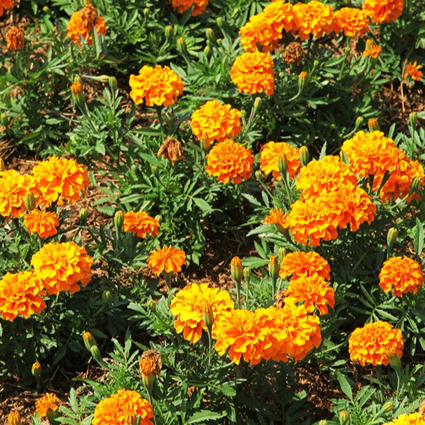 Oeillet d'Inde Tangérine - Tagètes patula tangérine - Graines de fleurs