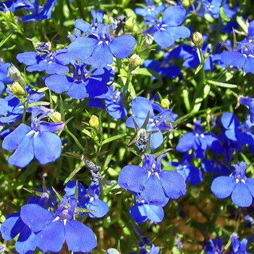 3 Lobelias Azuro - Lobelia erinus Azuro - Plantes