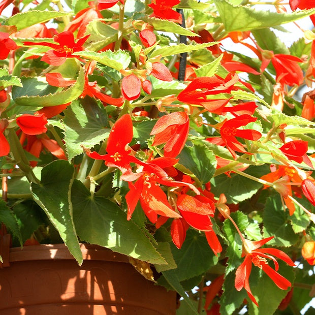 2 Bégonias Tanaïs - Begonia bertinii tanaïs - Willemse