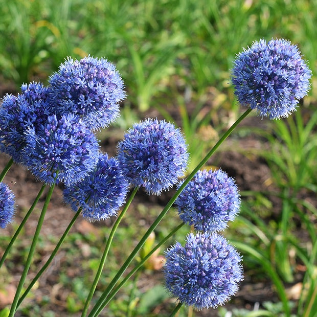 20 Alliums bleus - Allium azureum - Willemse