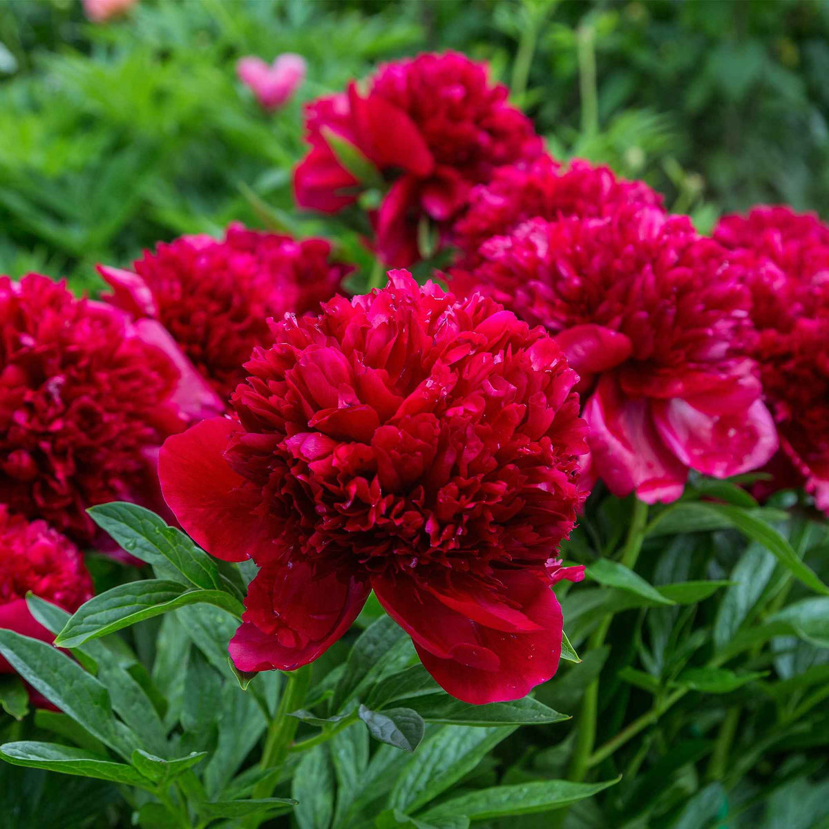 Pivoine Red Charm - Paeonia lactiflora x Red Charm - Willemse