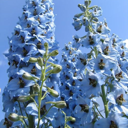 5 Delphiniums Ciel Bleu - Delphinium ciel bleu