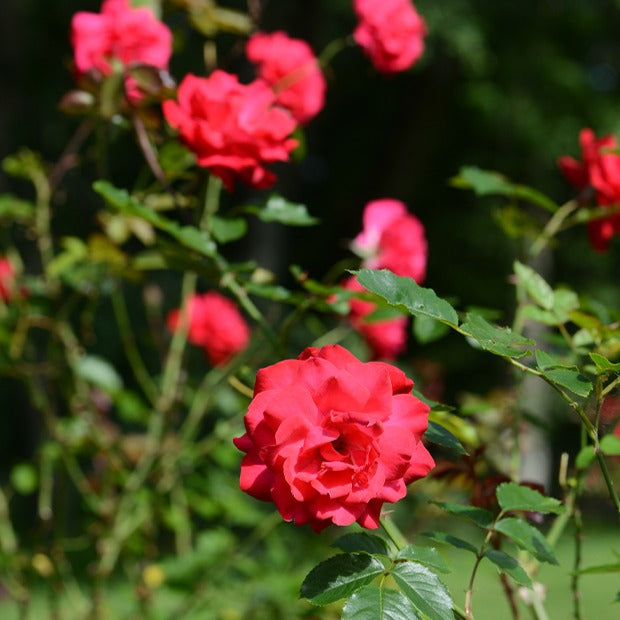 Rosier arbuste Shalom ® - Rosa Shalom - Willemse