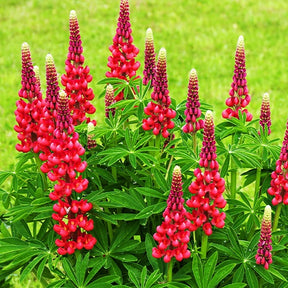 3 Lupins rouges - Lupinus russell red - Fleurs vivaces