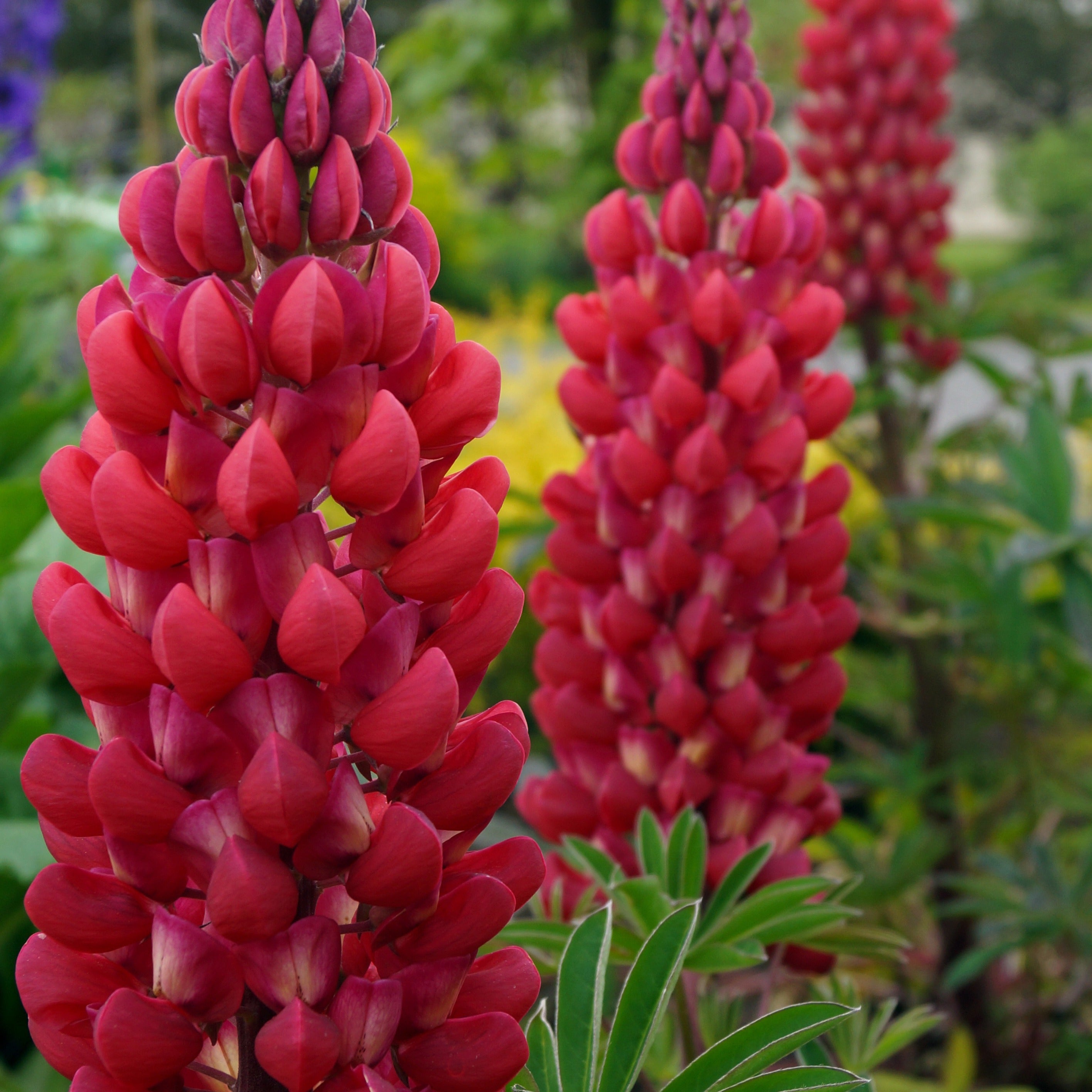 Lupin rouge - Lupinus russell red