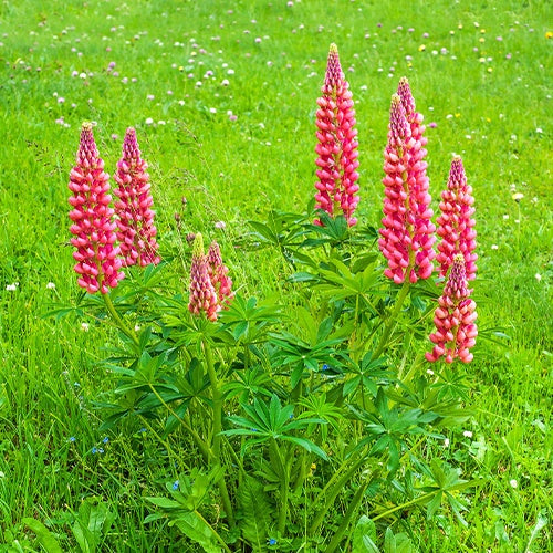 3 Lupins rouges - Lupinus russell red - Willemse