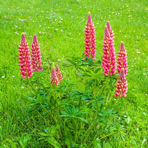 3 Lupins rouges - Lupinus russell red - Plantes vivaces