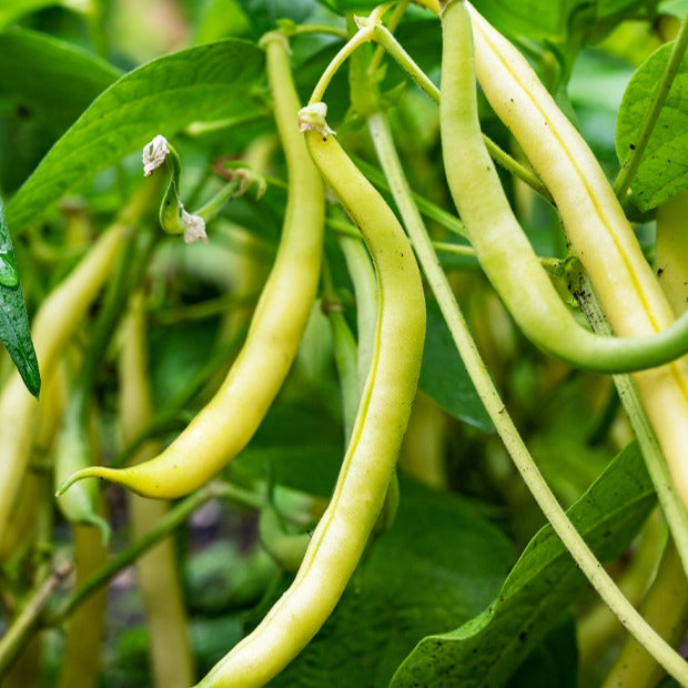 Haricot beurre nain Kinghorn wax- Roi des Beurres - Phaseolus vulgaris kinghorn wax - Willemse