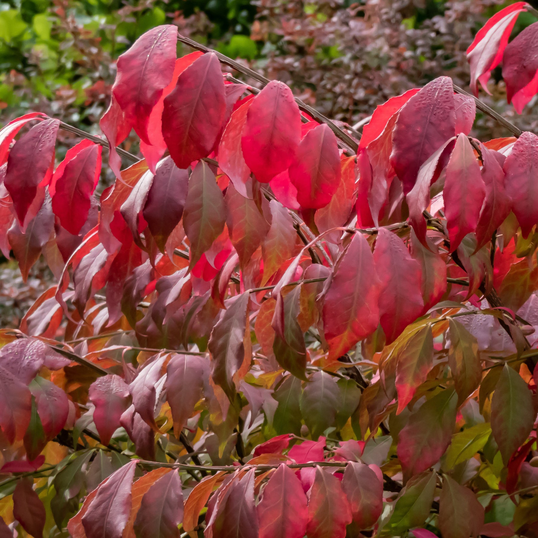 Fusain ailé - Euonymus alatus - Arbustes