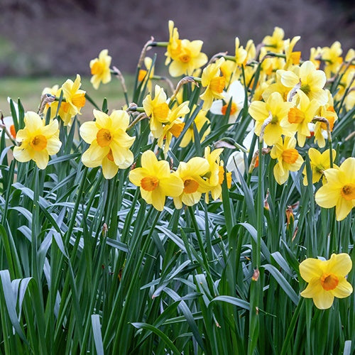 10 Narcisses Fortune - Narcissus fortune - Bulbes à fleurs
