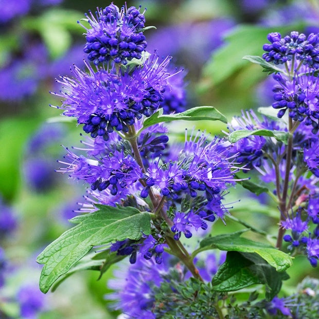 Caryopteris Oiseau bleu - Caryopteris x clandonensis blauer spatz - Plantes