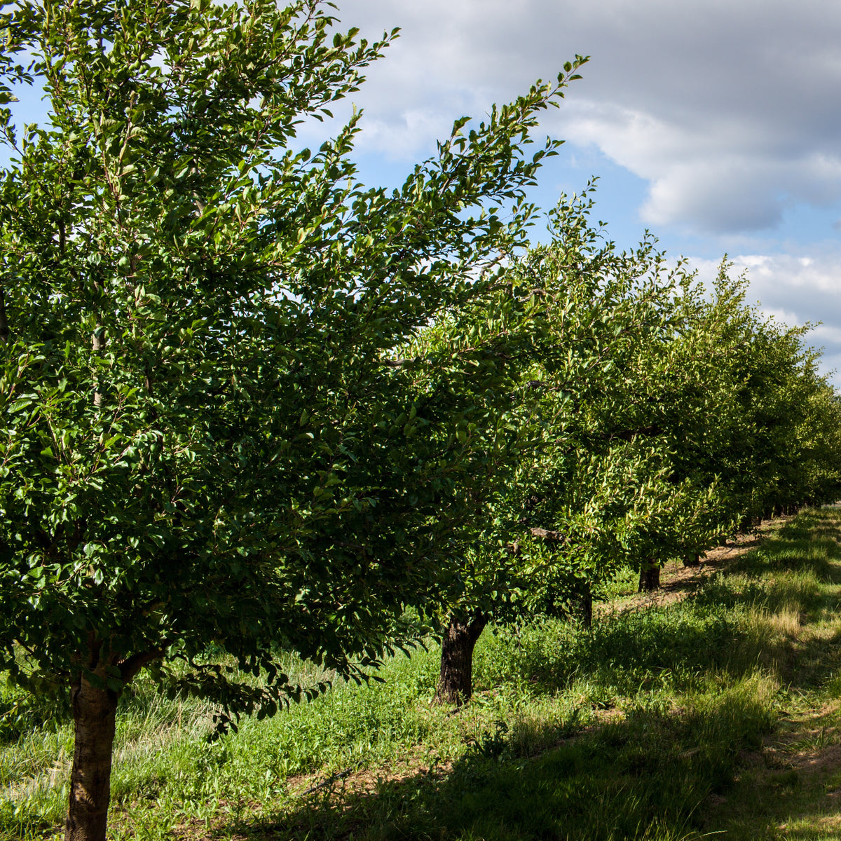 Prunier Président - Prunus domestica Président - Willemse