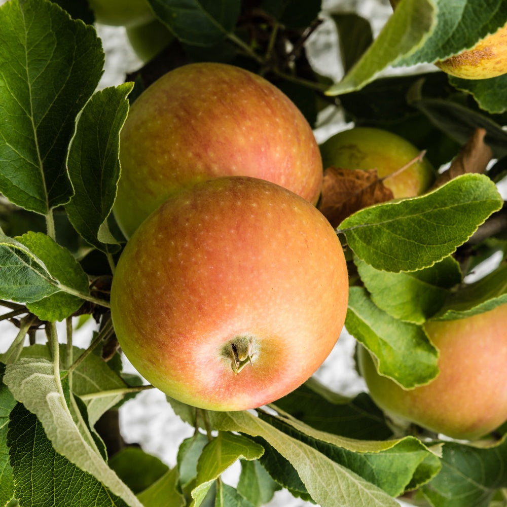 Pommier Cox's Orange - Malus domestica cox's orange pippin - Fruitiers Arbres et arbustes