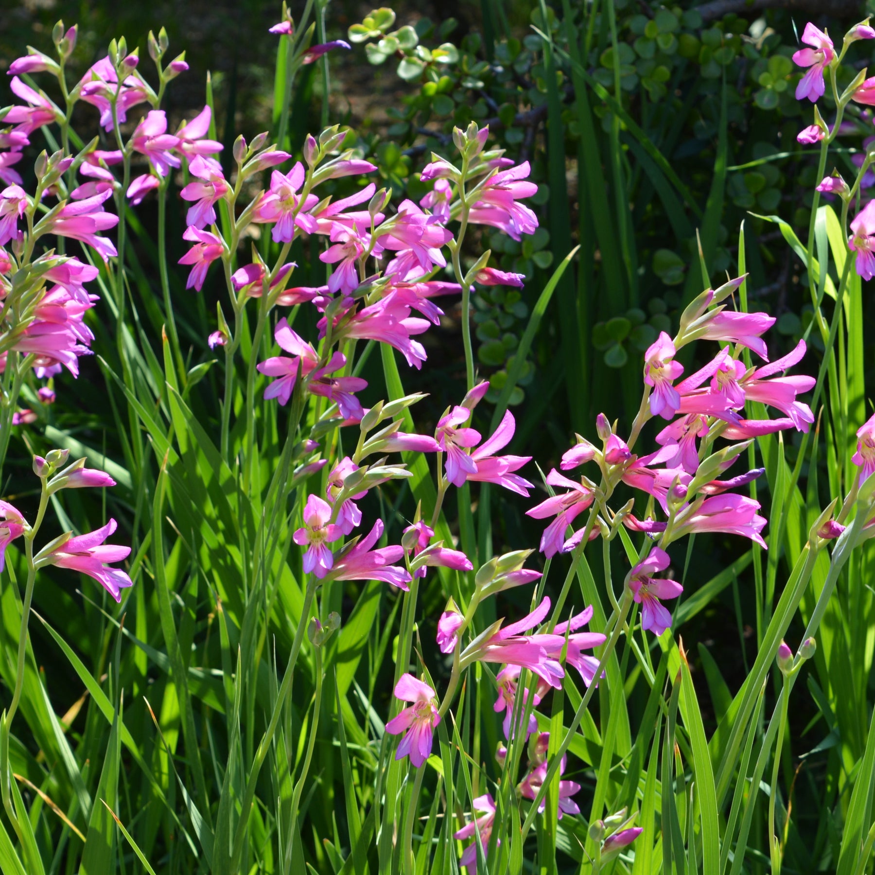 10 Glaïeuls de Byzance - Gladiolus byzantinus - Plantes