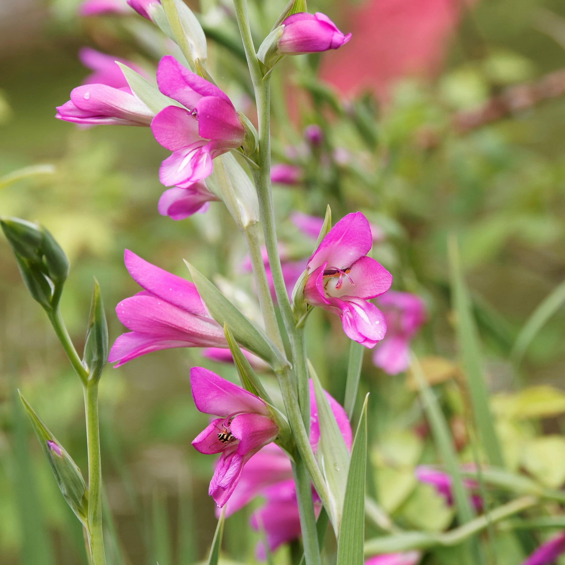 10 Glaïeuls de Byzance - Gladiolus byzantinus - Bulbes à fleurs