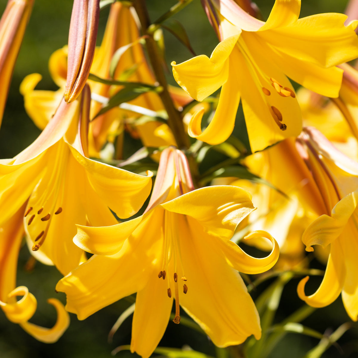 3 Lis Trompette Splendeur dorée - Lilium golden splendour - Plantes