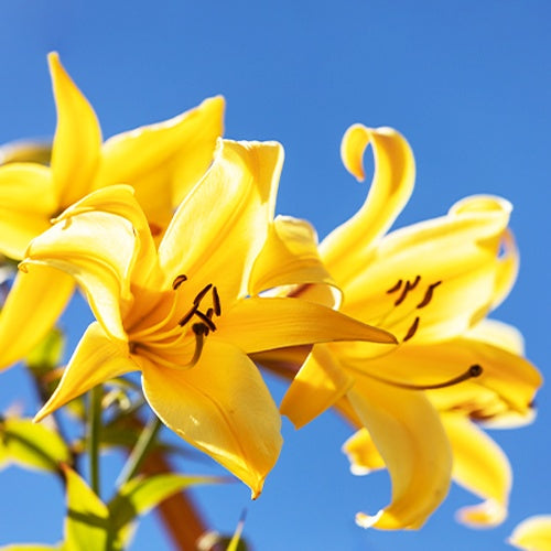 3 Lis Trompette Splendeur dorée - Lilium golden splendour - Bulbes à fleurs