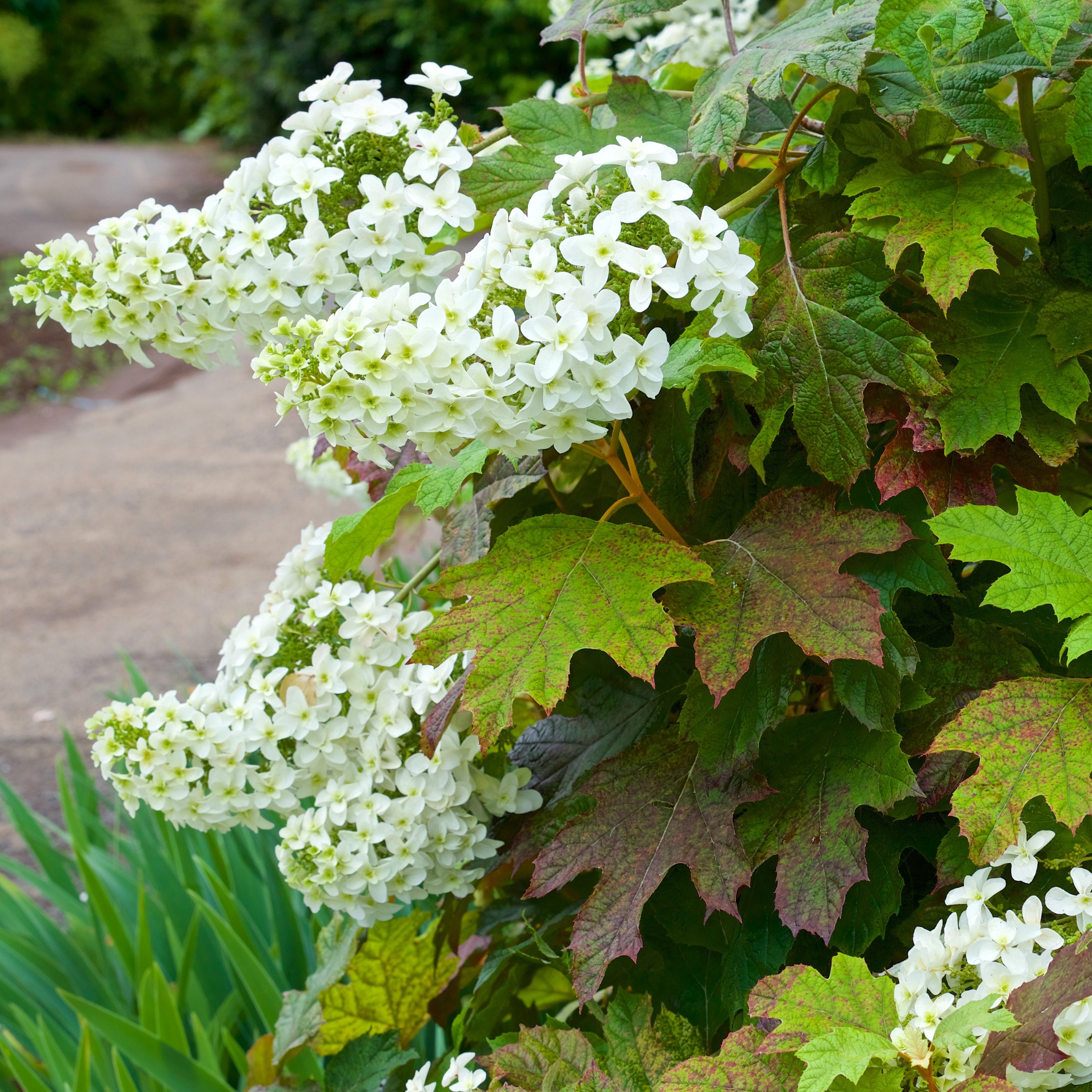 Hortensia Feuille De Chne