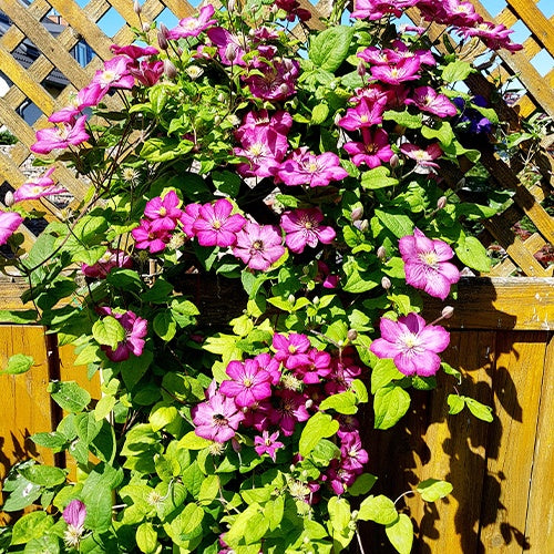 Clématite Ville de Lyon - Clematis x viticella Ville de Lyon - Willemse