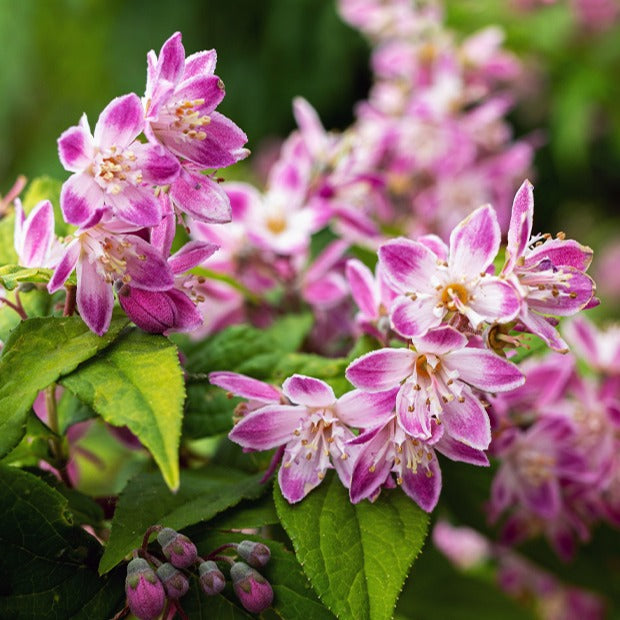 Deutzia Champ de fraise - Deutzia strawberry field - Plantes