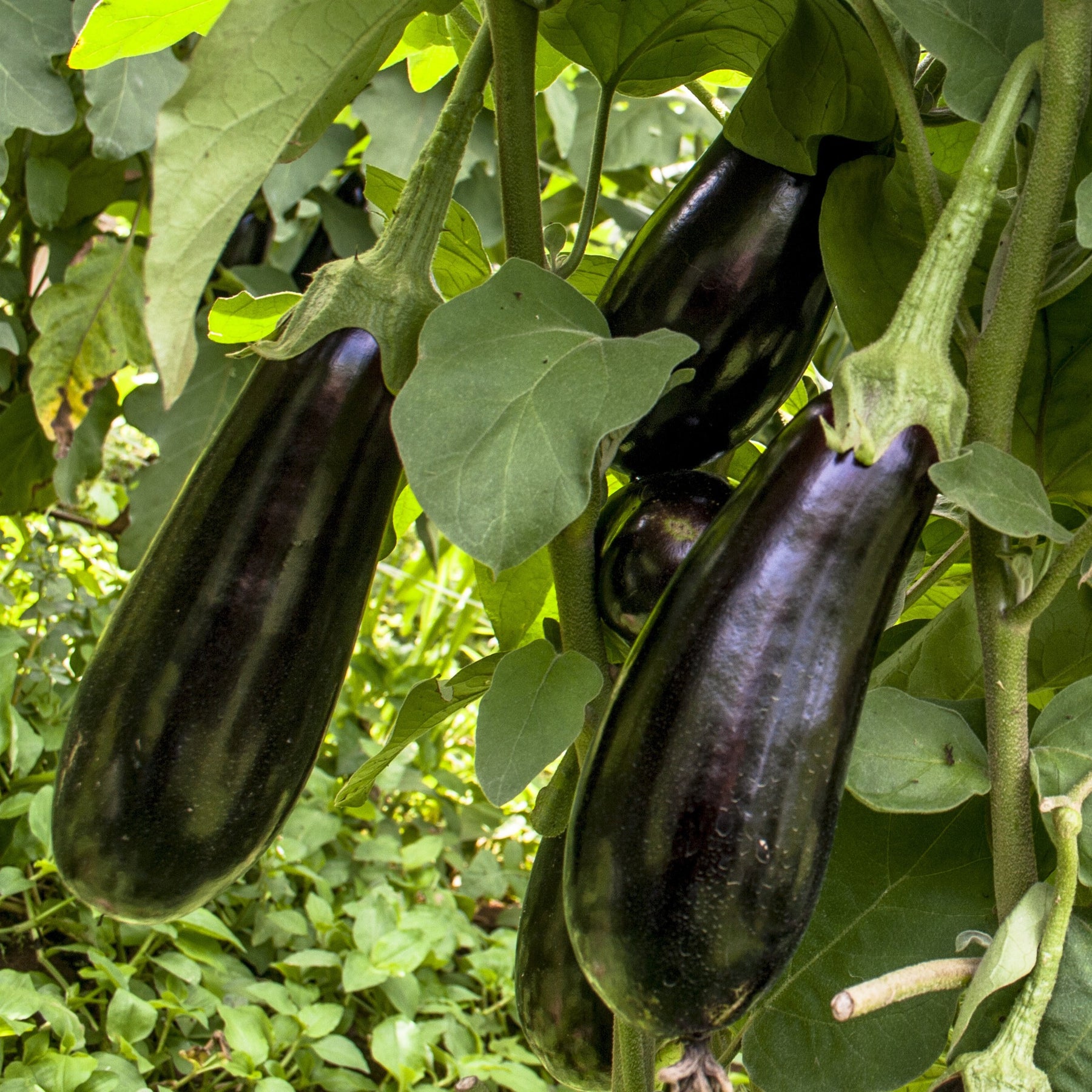 3 Plants d'Aubergine Baluroi F1 - Solanum melongena baluroi f1 - Potager