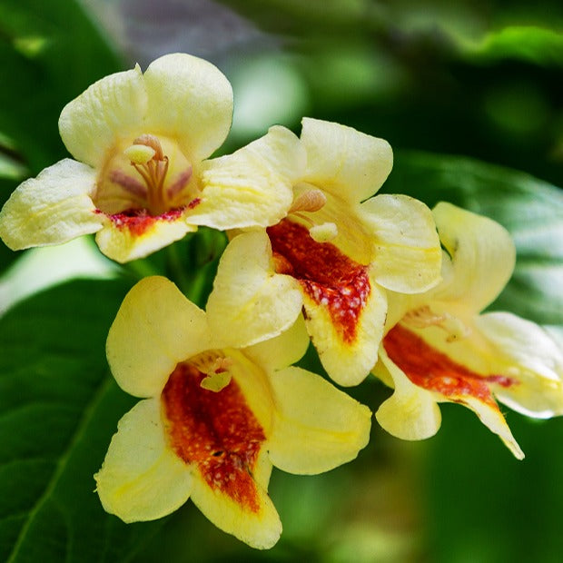 Weigelia jaune - Weigela middendorffiana - Weigelias