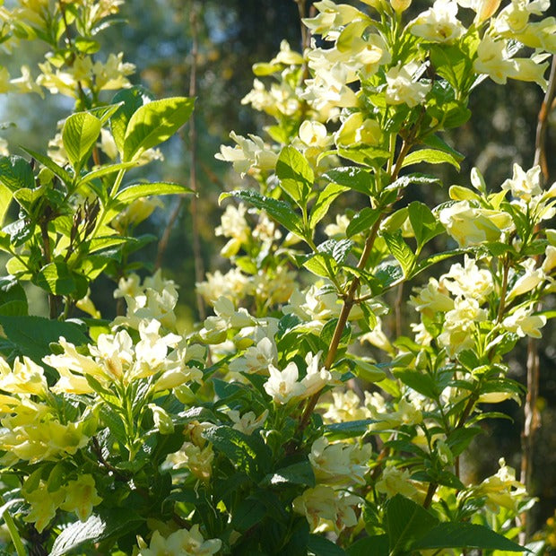 Weigelia jaune - Weigela middendorffiana - Willemse