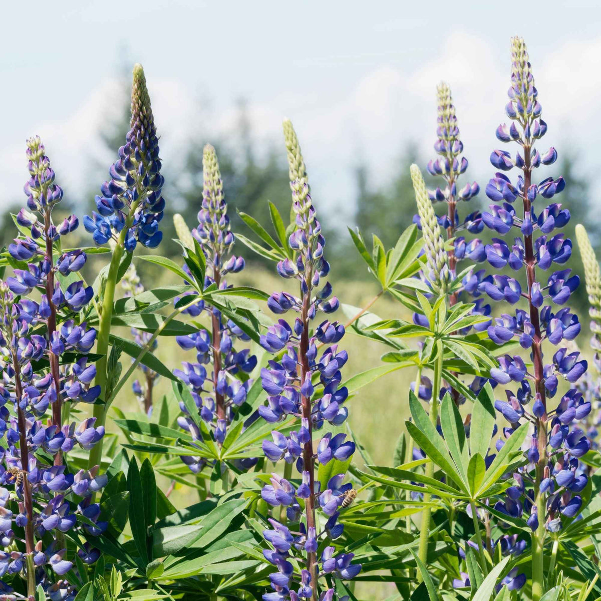 3 Lupins bleus - Lupinus Russell blue - Willemse
