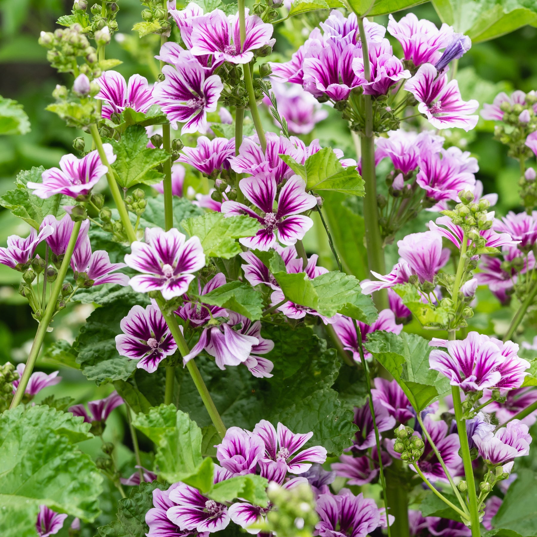 2 Mauves zébrées - Malva sylvestris zebrina - Plantes