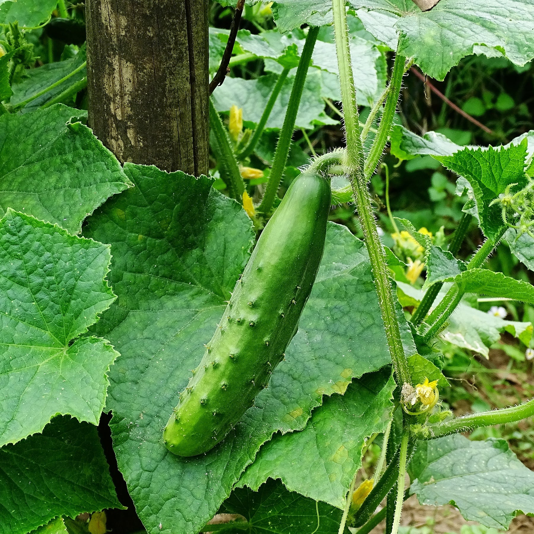 3 Plants de Concombre Raider F1 - Cucumis sativus raider f1 - Potager